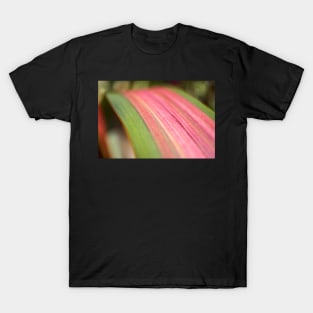 Phormium Rainbow Maiden T-Shirt